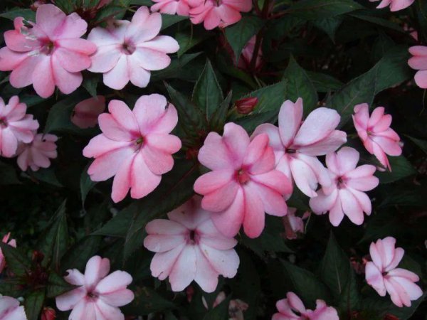 非洲凤仙花一盆栽几棵合适
