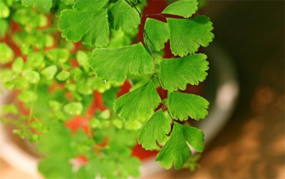野生铁线蕨的养殖方法 铁线蕨植物图片