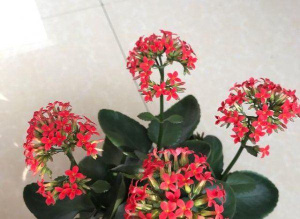凤尾花怎么养才开花