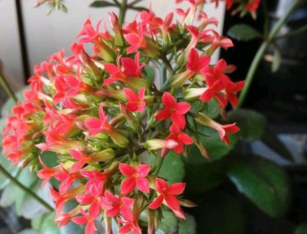 凤尾花怎么养才开花