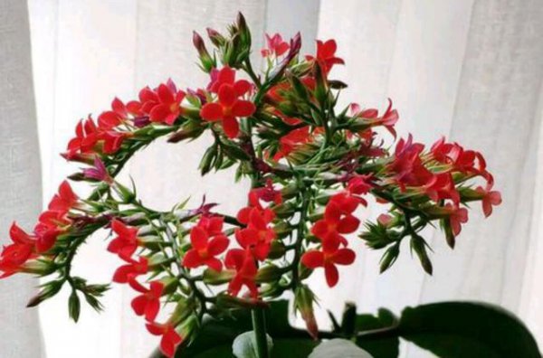 凤尾花怎么养才开花