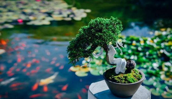 常见的盆栽植物有哪些