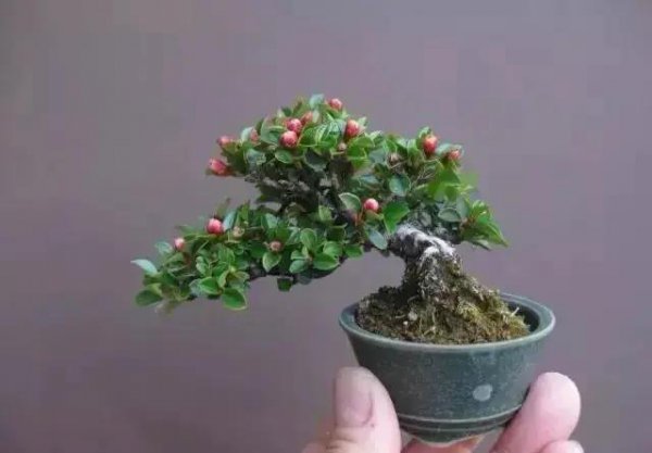 常见的盆栽植物有哪些