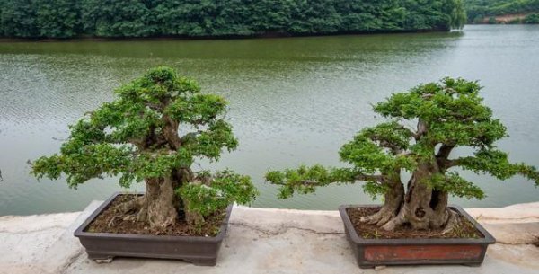 常见的盆栽植物有哪些