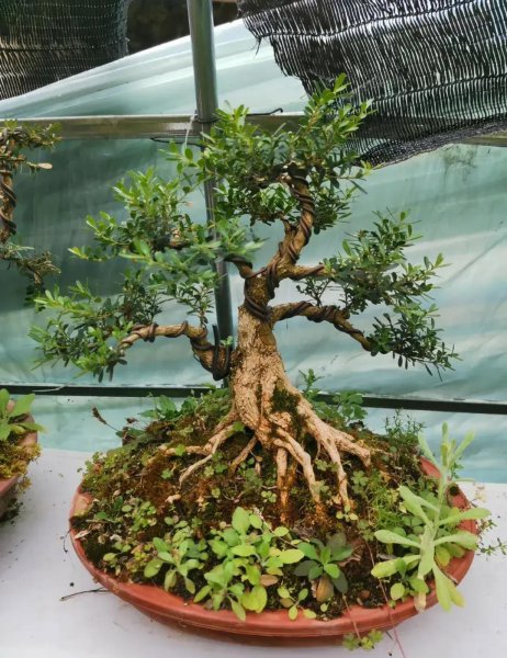 常见的盆栽植物有哪些