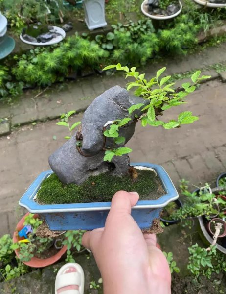 常见的盆栽植物有哪些
