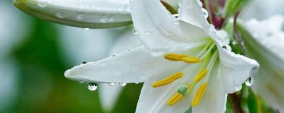 盆栽百合花怎么浇水 百合花养护的正确方法