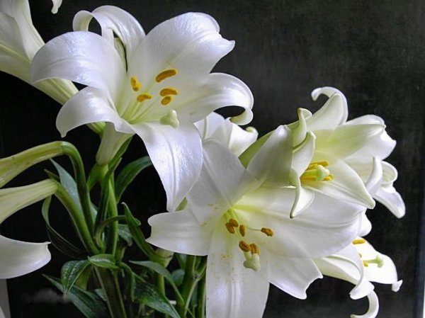 盆栽百合花怎么浇水