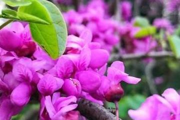 紫荆花盆景怎样养殖