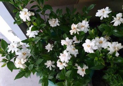 大叶栀子花什么时候长花苞 大叶栀子开花时间