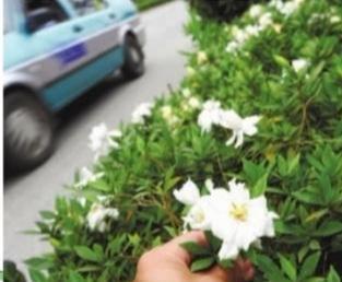 大叶栀子花什么时候长花苞