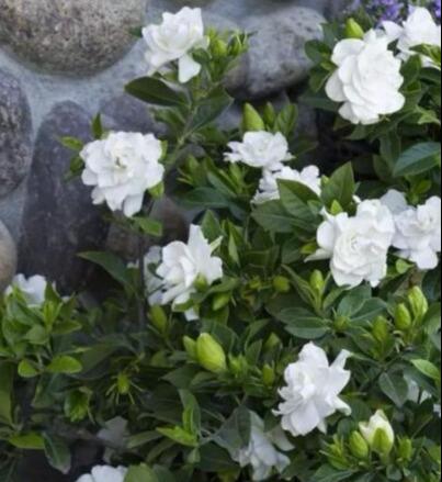 大叶栀子花什么时候长花苞