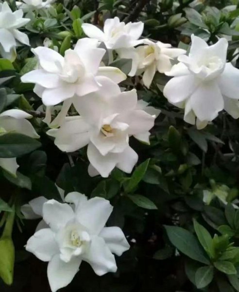 大叶栀子花什么时候长花苞