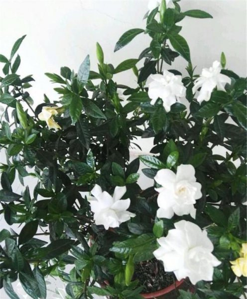 大叶栀子花什么时候长花苞