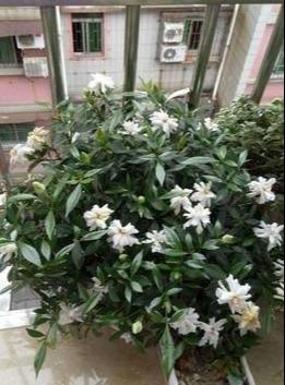 大叶栀子花什么时候长花苞