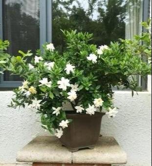 大叶栀子花什么时候长花苞