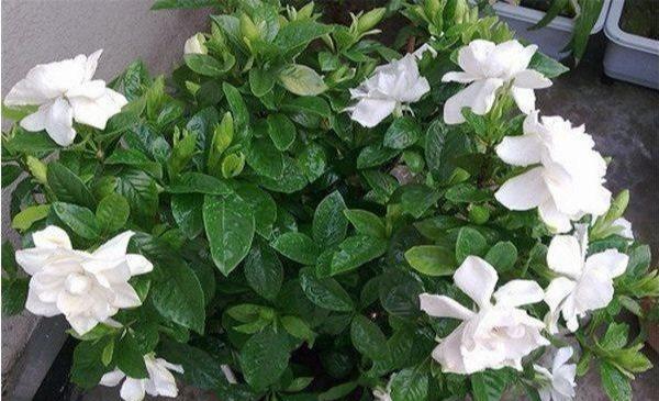 大叶栀子花什么时候长花苞