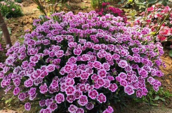 康乃馨在家应该怎么养才能开花