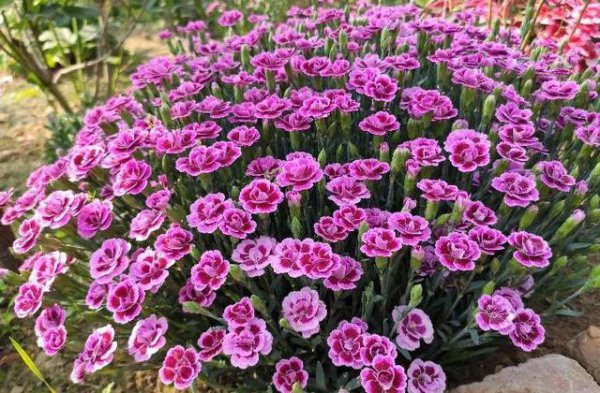 康乃馨在家应该怎么养才能开花