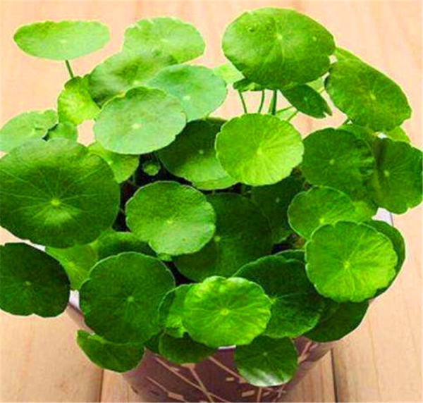 喜光的室内盆栽花卉有哪些