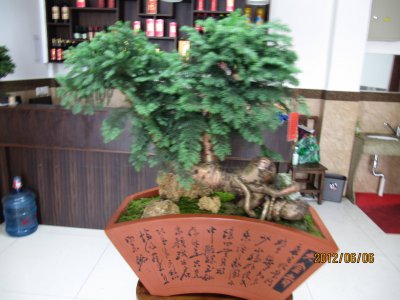 澳洲杉怎么养长得快 澳洲杉盆景的养护方法