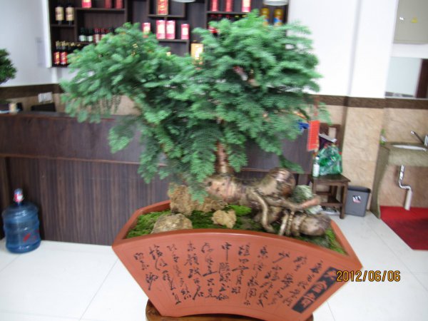 澳洲杉怎么养长得快