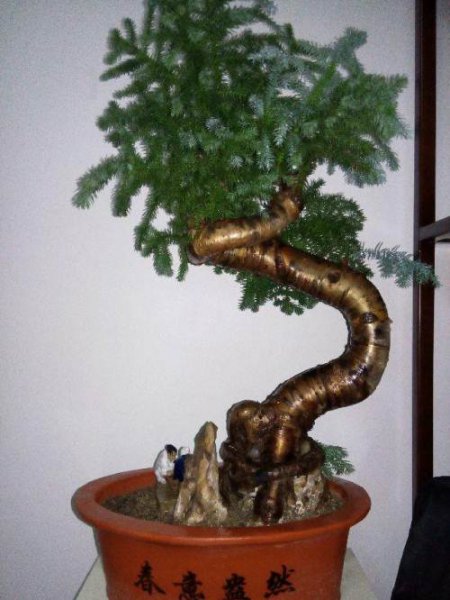 澳洲杉怎么养长得快