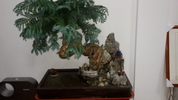 澳洲杉怎么养长得快
