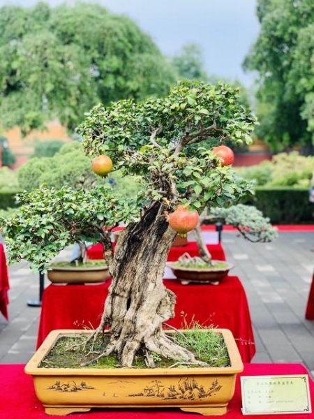盆景松树的种类有哪些
