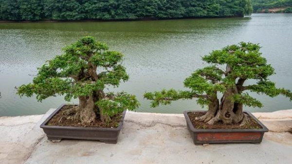 盆景松树的种类有哪些
