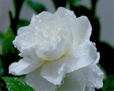 栀子花什么时候开花的季节 分享栀子花开花时间表