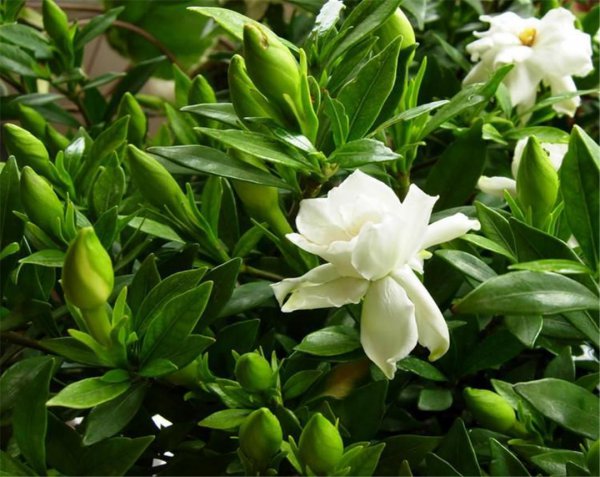 栀子花什么时候开花的季节