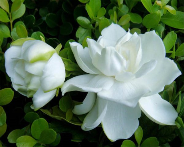 栀子花什么时候开花的季节