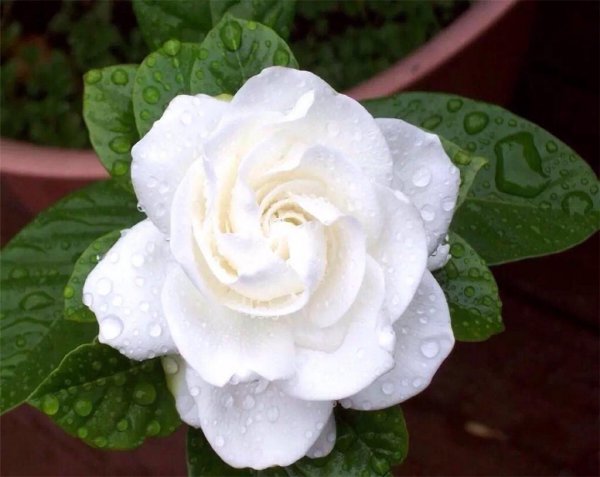 栀子花什么时候开花的季节