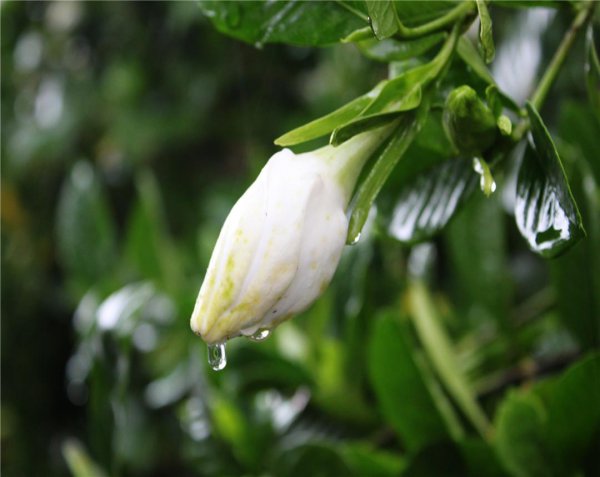 栀子花什么时候开花的季节