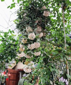 球兰什么时候开花花期多长 球兰的养护方法