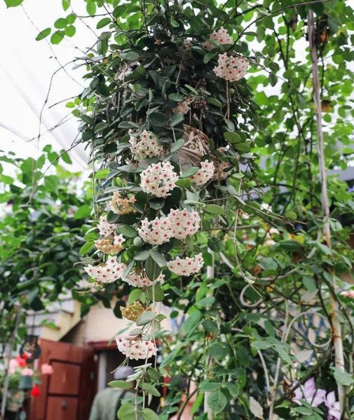 球兰什么时候开花花期多长