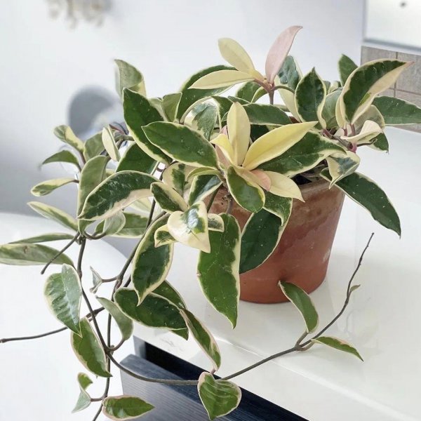 球兰什么时候开花花期多长