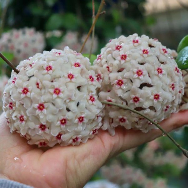 球兰什么时候开花花期多长