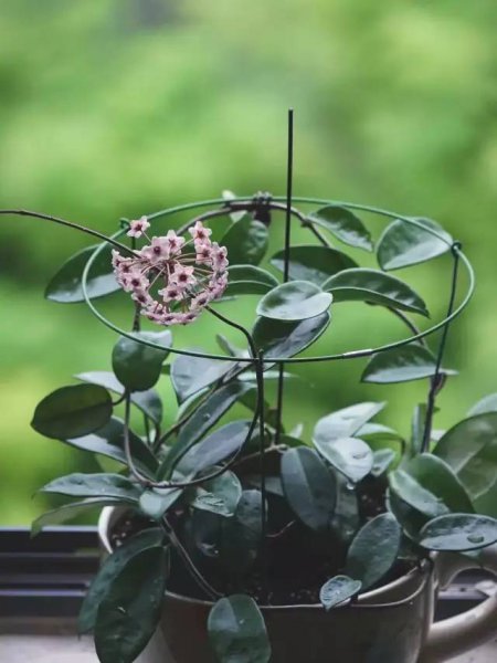 球兰什么时候开花花期多长
