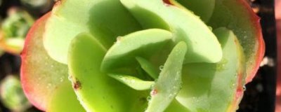 多肉碧桃怎么养 多肉碧桃养护知识