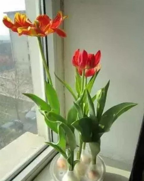 水培郁金香开花后种球怎么处理