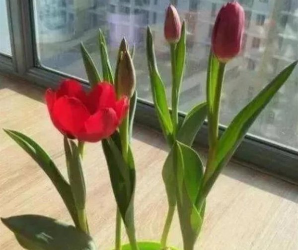 水培郁金香开花后种球怎么处理