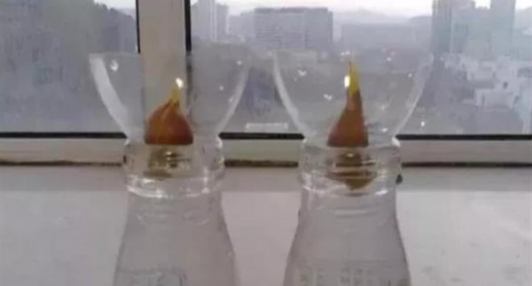 水培郁金香开花后种球怎么处理