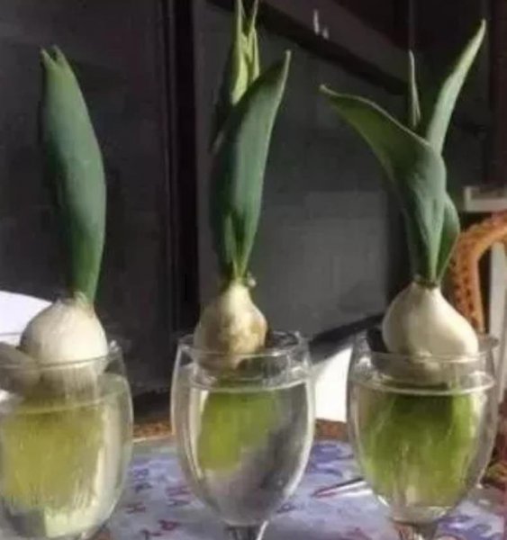 水培郁金香开花后种球怎么处理