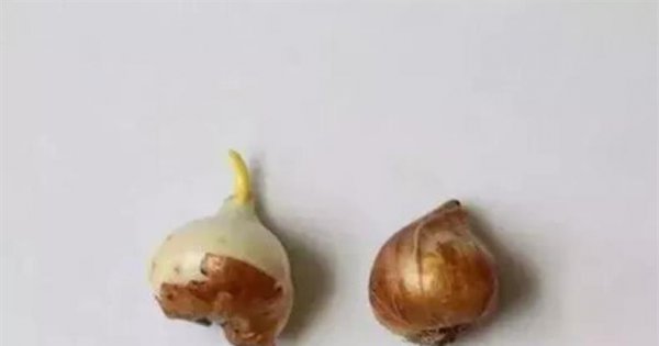 水培郁金香开花后种球怎么处理