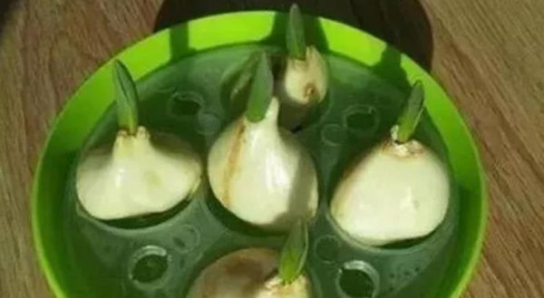 水培郁金香开花后种球怎么处理