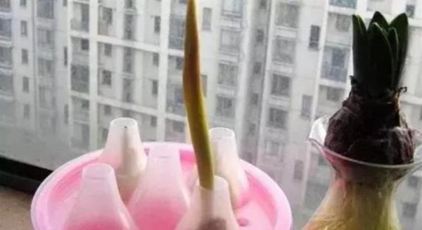 水培郁金香开花后种球怎么处理