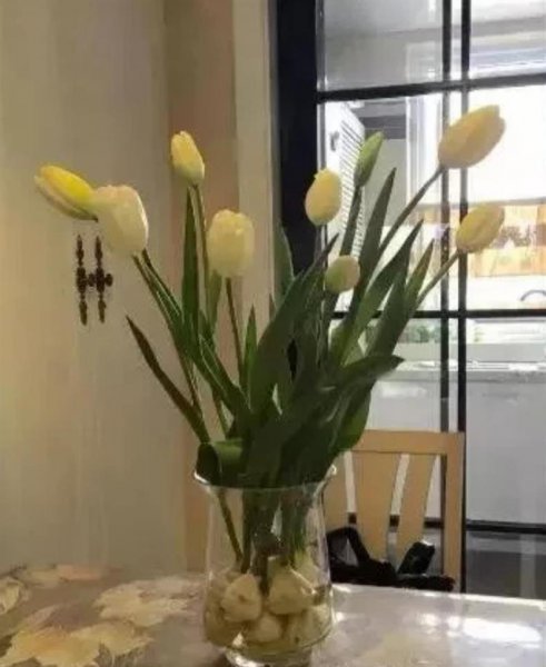 水培郁金香开花后种球怎么处理