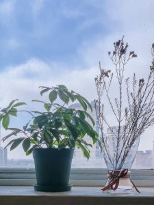 鸭掌木盆景图片大全 教你鸭掌木老桩盆景制作